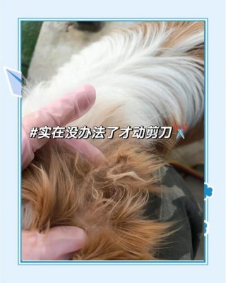 狗狗的毛打结了怎么办，狗子毛打结了？