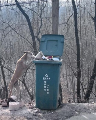 狗狗爱翻垃圾桶怎么办，狗总爱翻垃圾桶？