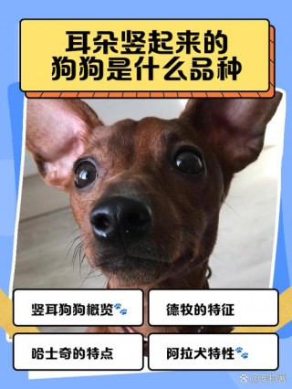 怎么让狗狗耳朵立起来？怎样让狗狗耳朵竖起来（最新）