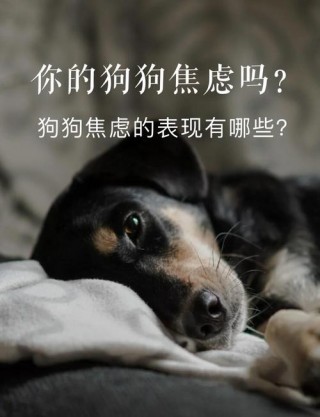 狗狗分离焦虑症的表现，狗狗分离焦虑严重？