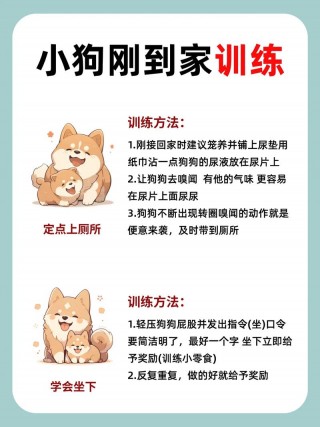 什么时候训练狗狗比较好？什么时候训练狗狗比较好（最新）