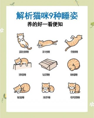 猫咪睡姿代表什么？猫咪睡姿大揭秘（最新）
