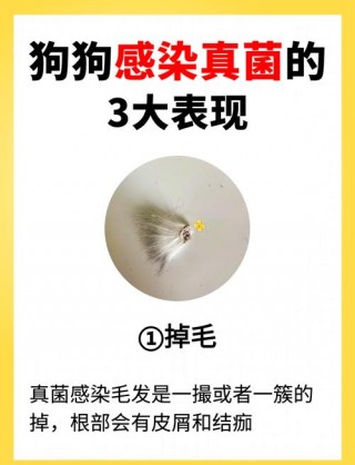 狗狗皮肤病不能吃什么，（狗狗皮肤病吃点什么东西好）