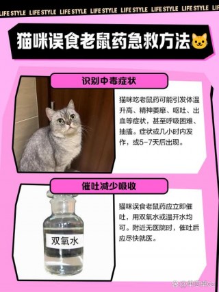 包含猫咪药物中毒怎么办的词条