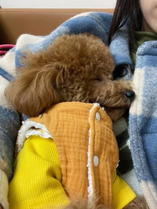 狗狗可以睡床上吗？狗狗可以睡床上吗为什么（最新）