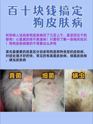狗狗皮肤病有哪几种？狗狗皮肤病的类型（最新）