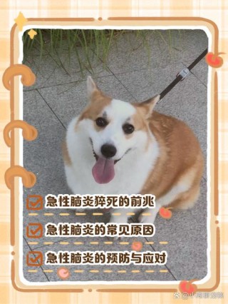 狗狗脑炎是怎么引起的，狗狗脑炎怎么引起的,有治疗的好法吗？