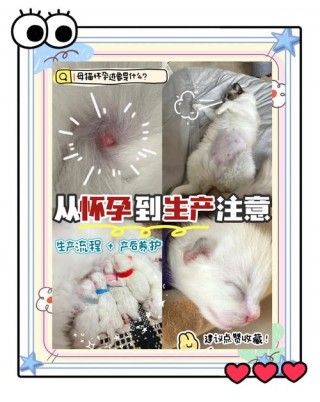猫咪怀孕多久生？猫生完一个月又怀孕了（最新）