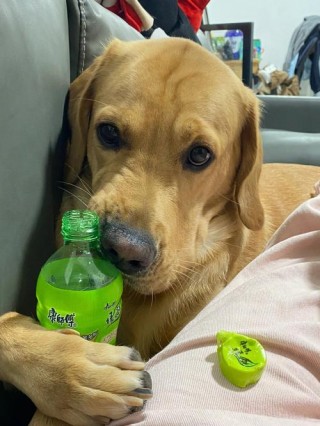 狗狗能喝绿茶吗，（狗狗可以喝绿茶吗）