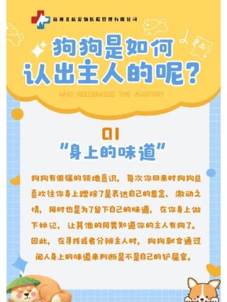 狗狗多大认主人，（狗狗几岁开始认主人）