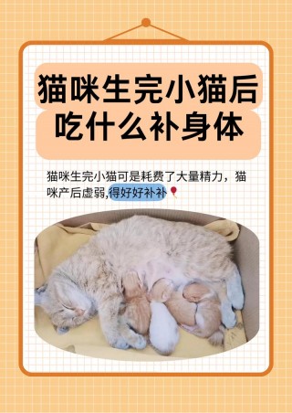 猫咪生完宝宝吃什么好，猫咪生完宝宝吃什么好消化？