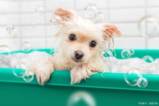 狗狗打了疫苗能洗澡吗？狗打疫苗之后能洗澡吗（最新）