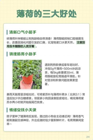 狗狗可以吃薄荷叶吗，狗狗能不能吃薄荷叶？