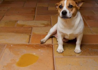 狗狗的尿是什么颜色？狗狗的尿是什么颜色的图片（最新）