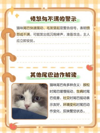 猫咪摇尾巴代表什么，猫咪摇尾巴代表什么心情？