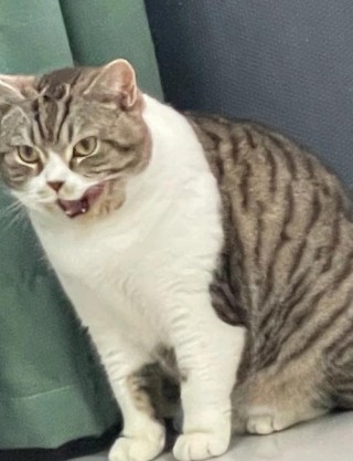 猫咪老打喷嚏怎么办，（猫老打喷嚏是什么症状）