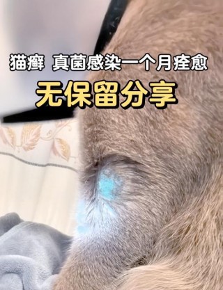 猫咪药浴怎么洗，（猫咪药浴洗耳朵疼吗）
