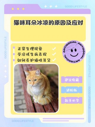 猫咪耳朵凉凉的，猫咪耳朵凉凉的正常吗？