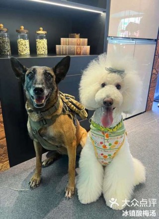 狗狗能喝酸梅汤吗？狗子可以喝酸梅汤吗（最新）