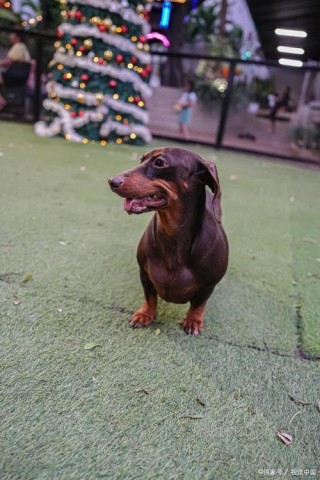 狗狗能上公交车吗？狗狗能上公交车吗?（最新）