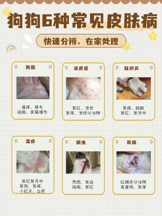 狗狗身上痒怎么办，狗狗身上痒怎么办呢？