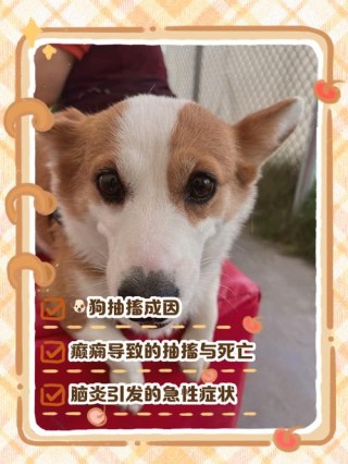 狗狗癫疯病是怎么引起的？狗狗癫疯病是怎么引起的图片（最新）