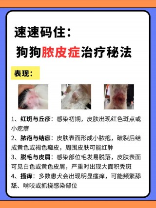 狗狗脓皮病的治疗方法，（狗狗脓皮症用什么药比较好）