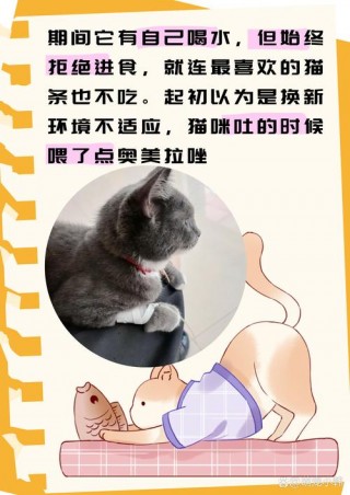 猫咪只吃猫粮可以吗，（猫可以只吃猫粮不吃别的吗）