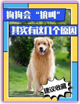 狗狗发出狼叫声的原因，狗发出狼叫声不吉利吗？