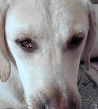 小眼睛狗狗是什么品种？小眼睛的狗叫啥（最新）