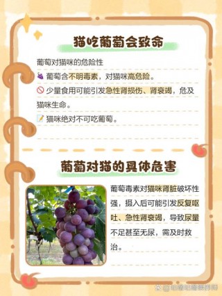 猫咪能不能吃葡萄？猫咪可不可以吃葡萄（最新）