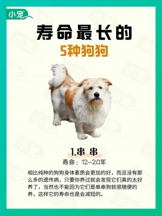 狗狗能活多少岁，（狗狗能活多少岁泰迪狗）