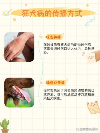 猫咪有狂犬病毒吗，猫咪有狂犬病毒吗会死亡吗？