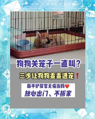 狗狗放笼子里一直叫怎么办，（狗狗放笼子里就叫怎么办）