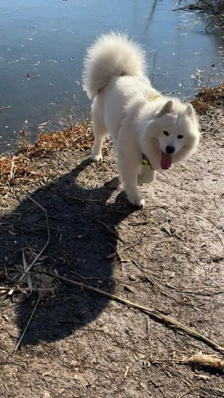 狗狗可以吃秋刀鱼吗？狗狗可不可以吃秋刀鱼（最新）