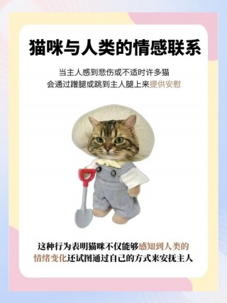 猫咪对主人会有感情吗，（猫对主人有感情么）