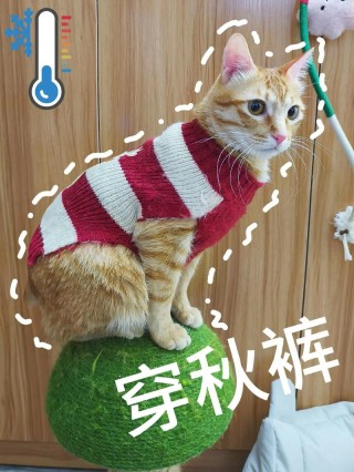 猫咪怕冷怎么办，猫咪怕冷是什么表现？