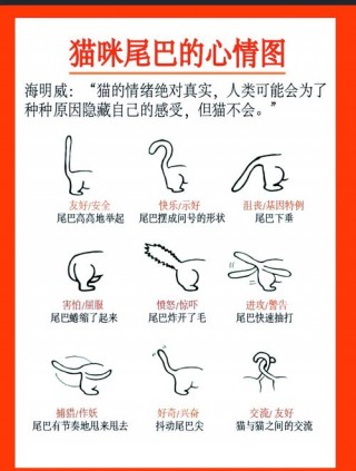 猫咪的尾巴像什么？猫咪的尾巴像什么有什么作用（最新）