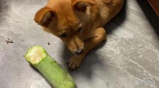 狗狗能吃丝瓜吗，狗吃丝瓜最忌三个原因？