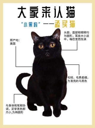 猫咪口腔上颚有块黑色？猫咪口腔上颚有块黑色会自己恢复吗（最新）