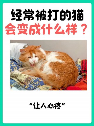 猫咪知道自己被骂吗，猫咪知道自己犯错吗？
