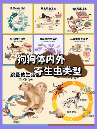 狗狗感染寄生虫的症状，狗狗感染寄生虫的症状是什么？