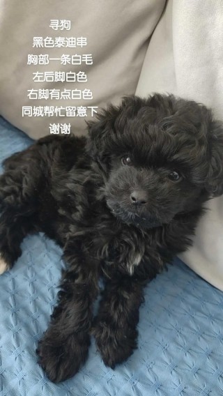 狗狗能吃黑芝麻糊吗，狗狗能吃黑芝麻糊吗?？