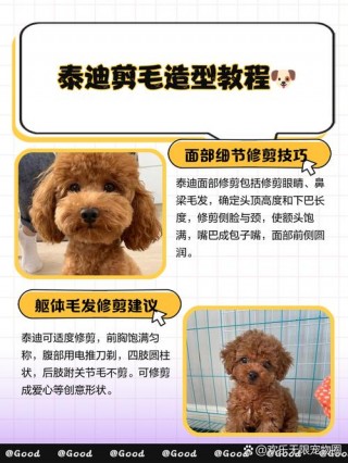给泰迪狗狗剪毛教程，给泰迪狗剪毛怎么剪？