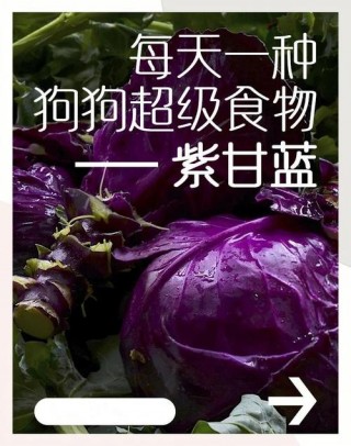 狗狗可以吃紫甘蓝吗，狗狗可以吃紫甘蓝吗熟的？