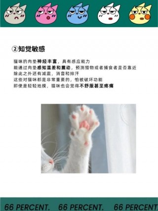 猫咪为什么不让摸爪子，（猫咪为什么不让摸手）