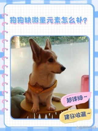 怎么给狗狗补充微量元素？小狗如何补充微量元素（最新）