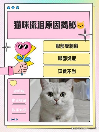 猫咪爱流眼泪怎么回事？猫咪总是爱流眼泪（最新）