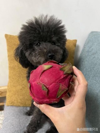 小狗狗能吃火龙果吗，小狗能吃火龙果么？