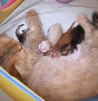 猫咪临产的症状表现，母猫生产前三天的征兆？